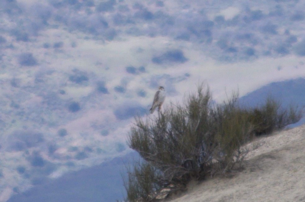 Prairie Falcon - ML422665161