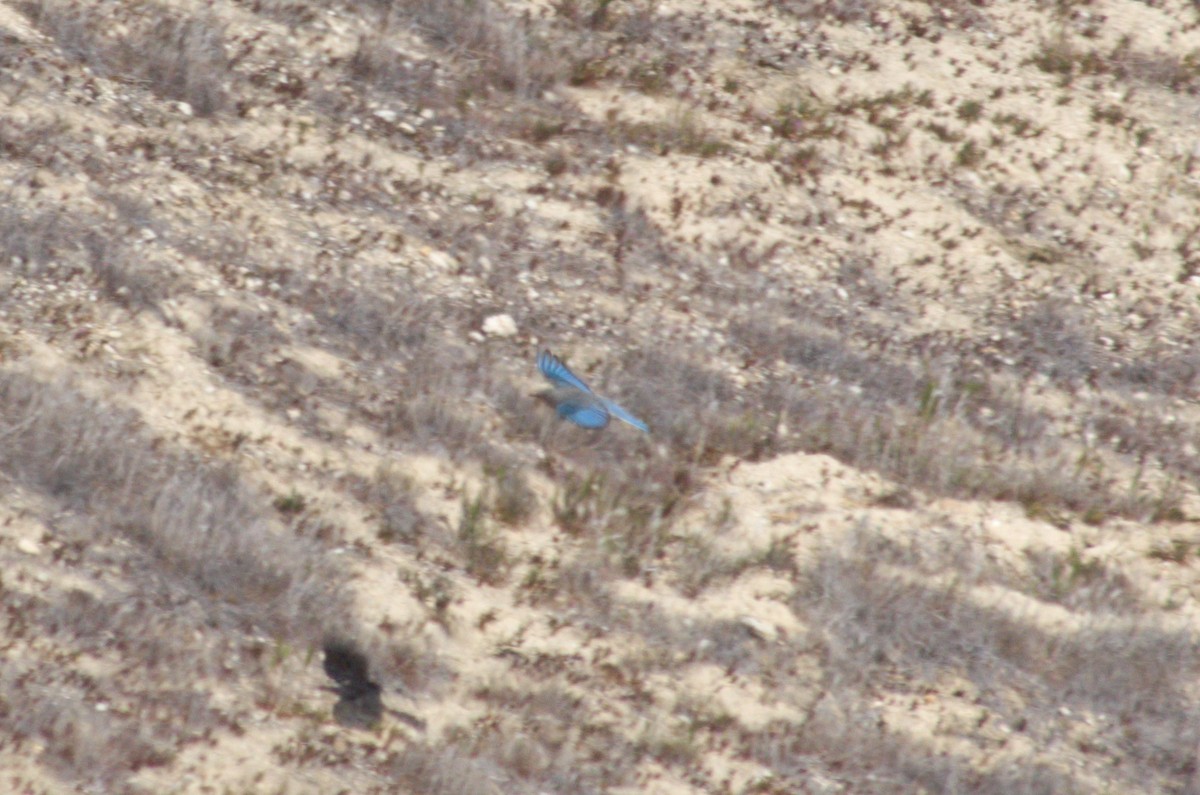 Mountain Bluebird - ML422665241