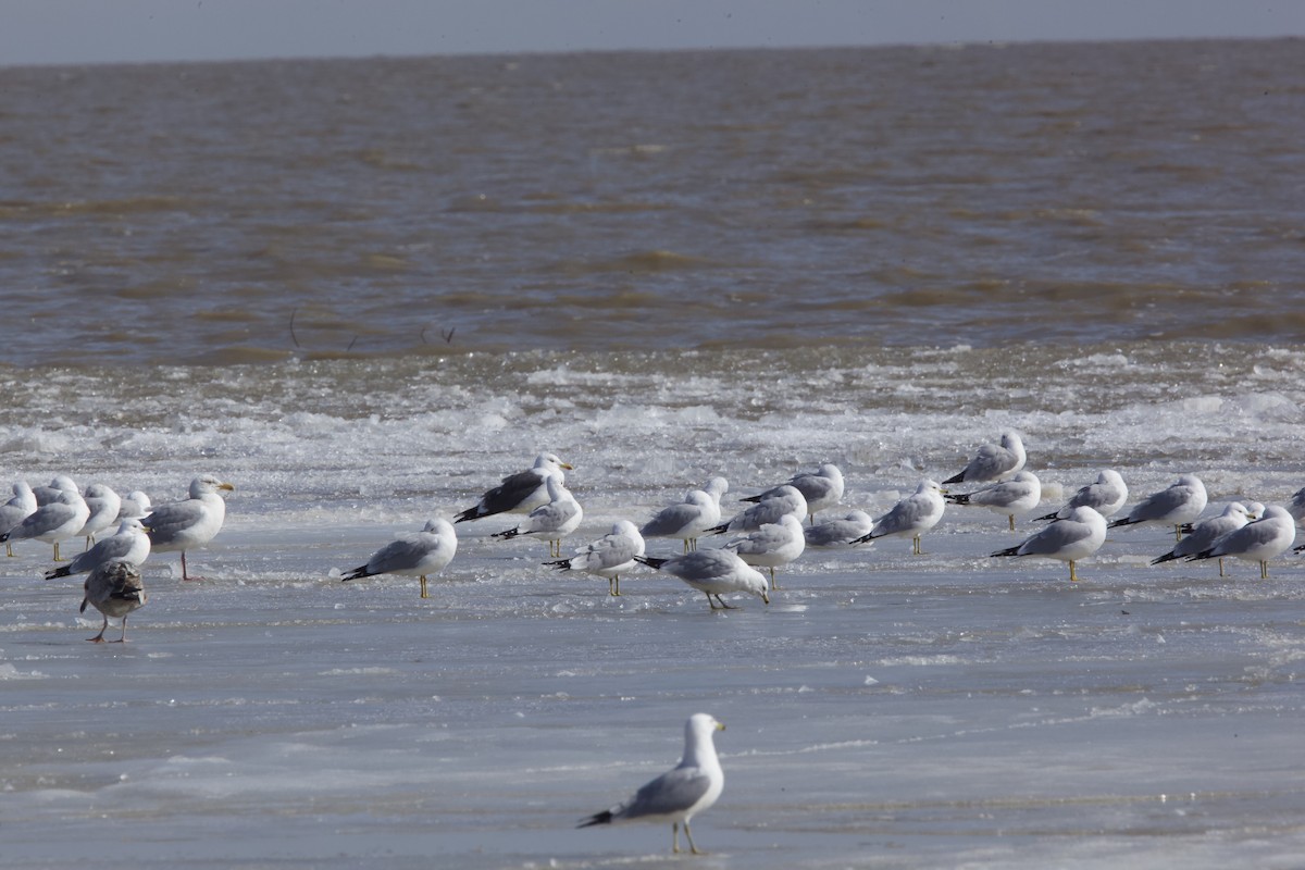 Great Black-backed Gull - ML422665441