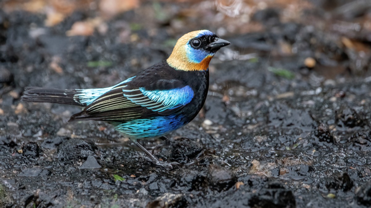 Golden-hooded Tanager - ML422668441