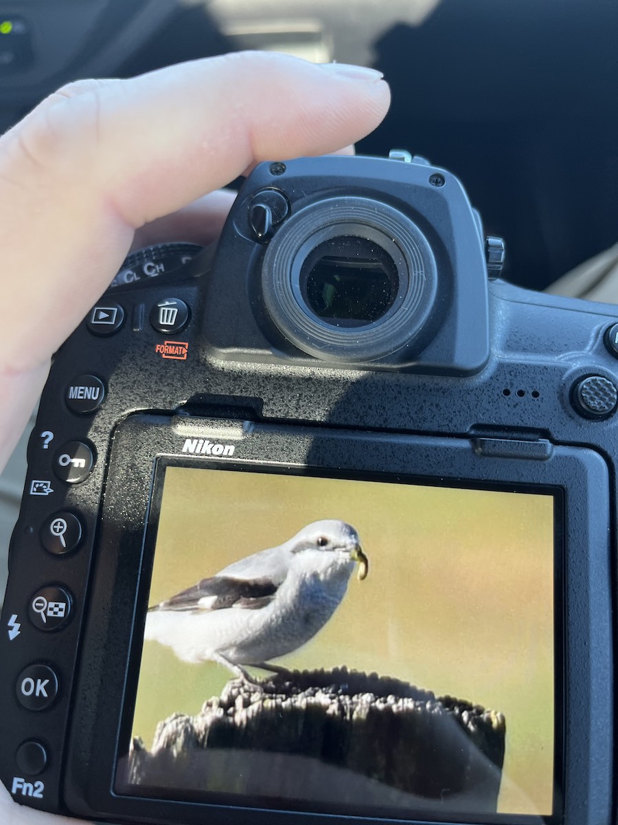 Northern Shrike - ML422668601