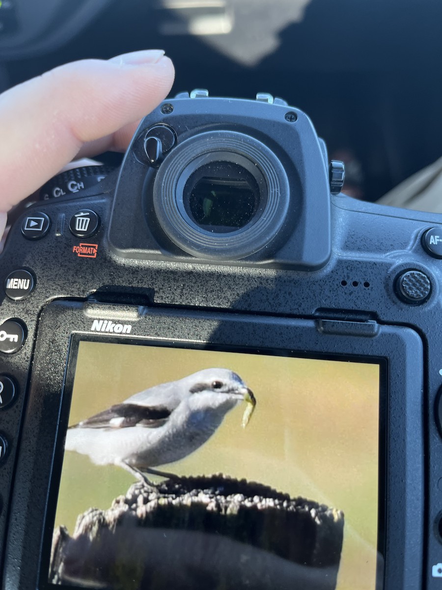 Northern Shrike - ML422668651