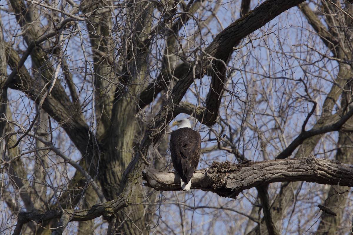 Bald Eagle - ML422669161