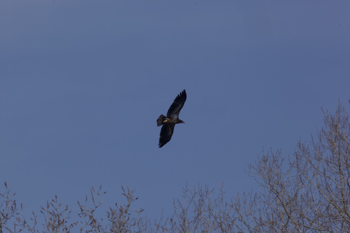 Bald Eagle - ML422669301