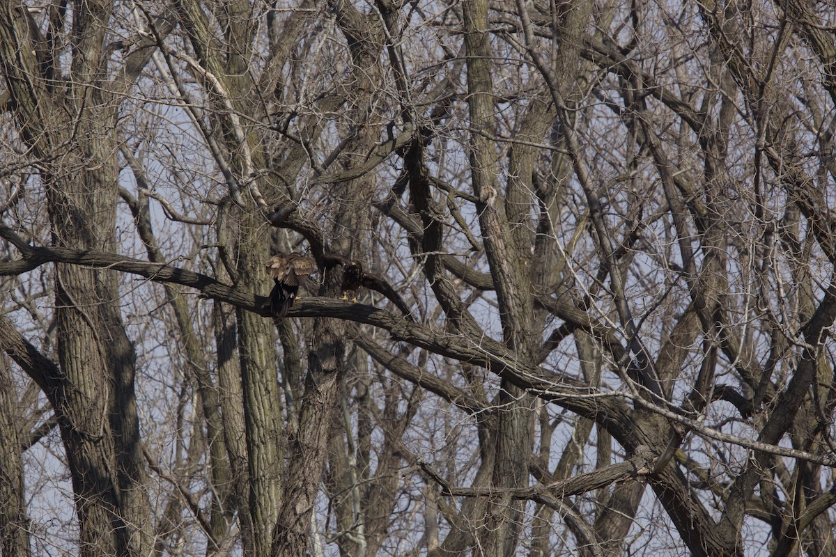 Bald Eagle - ML422669341