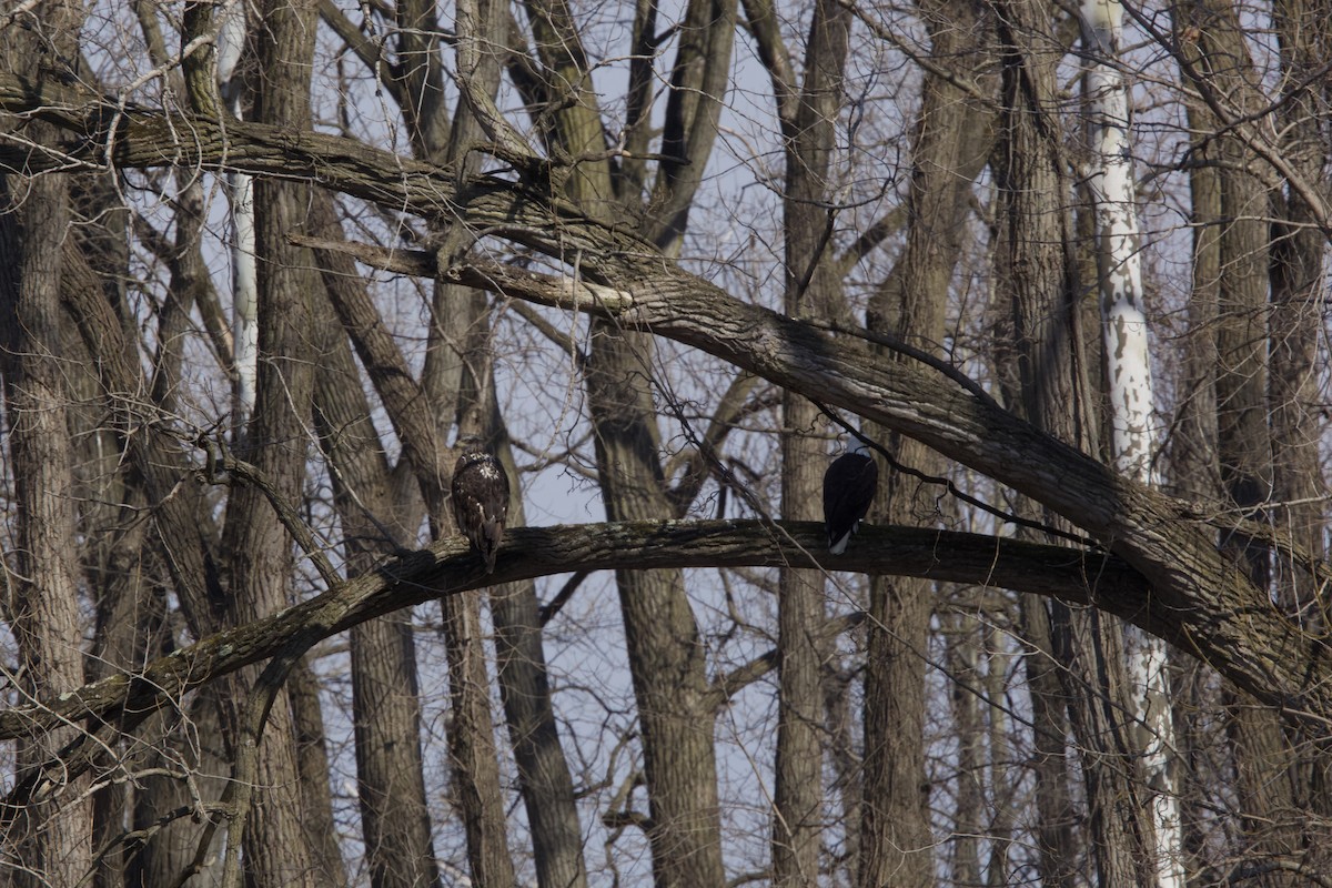 Bald Eagle - ML422669351