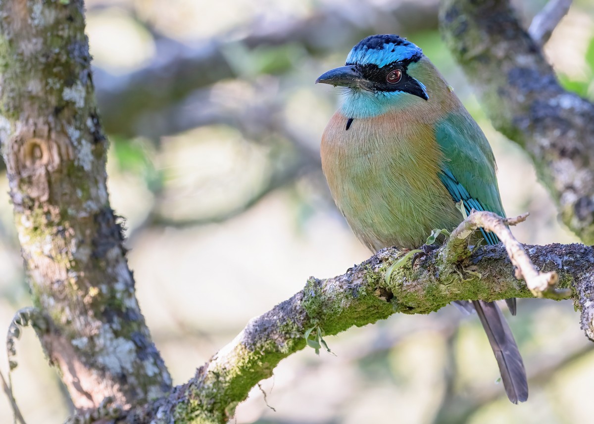 Lesson's Motmot - ML422670971