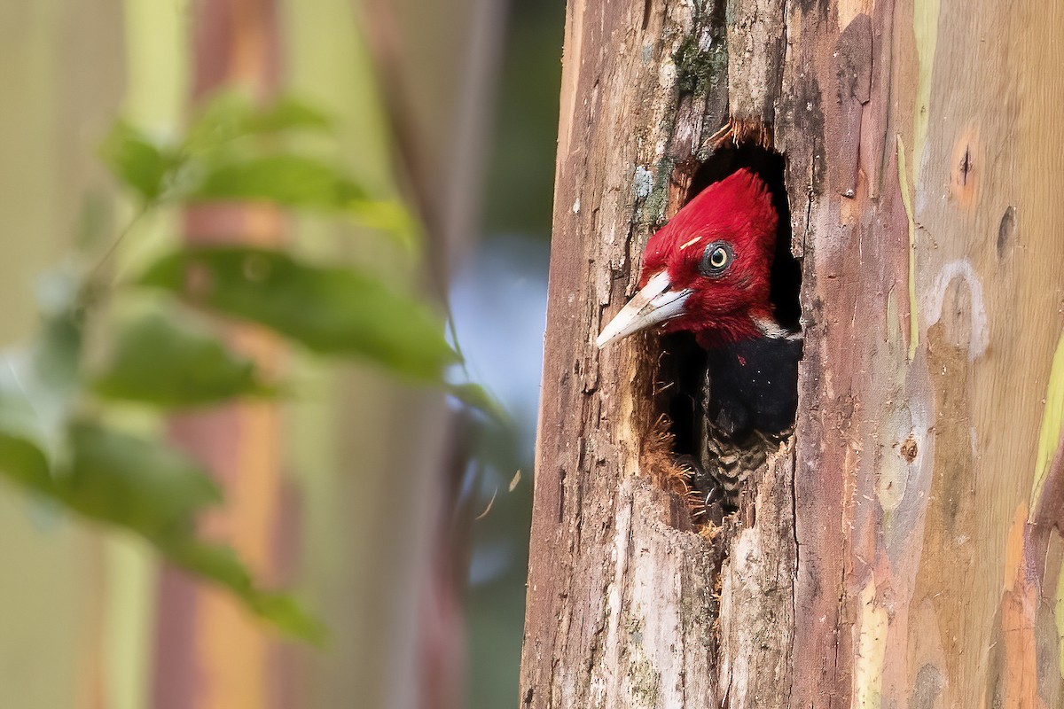 Pale-billed Woodpecker - Mason Maron