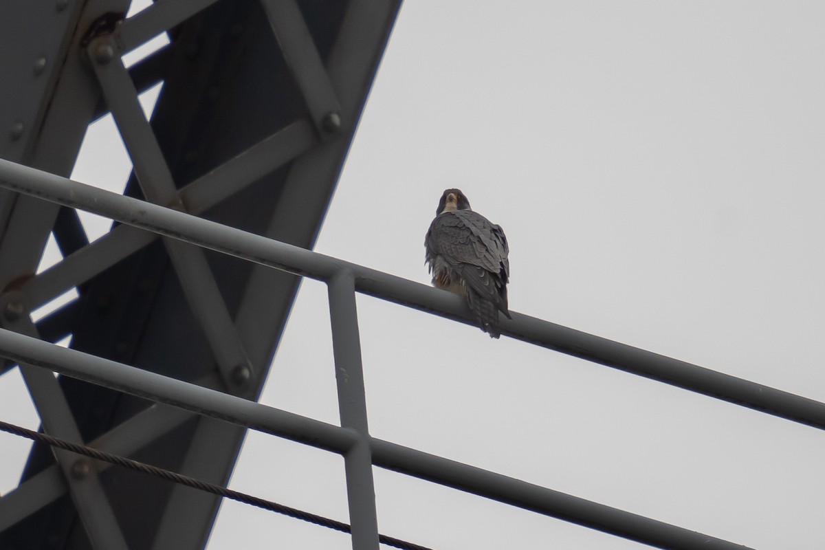 Halcón Peregrino - ML422671311