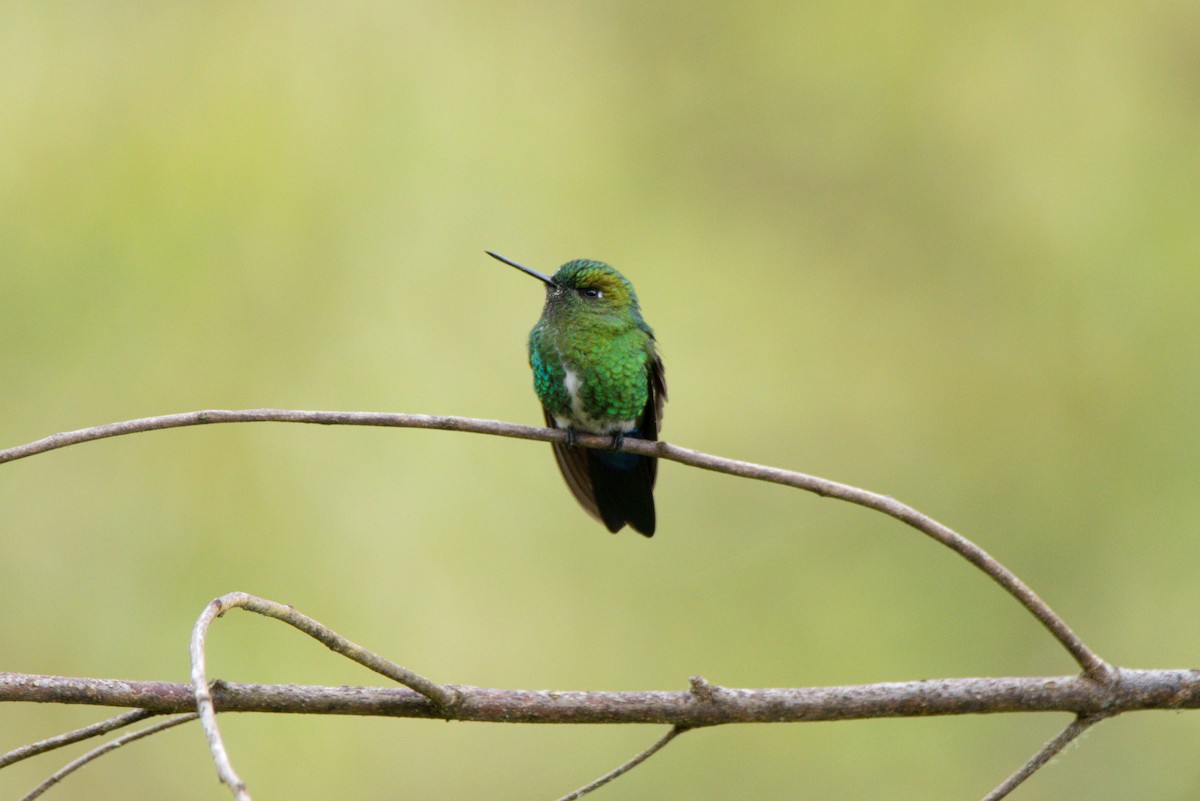 Sapphire-vented Puffleg - ML422671831