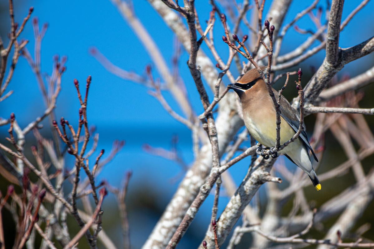Cedar Waxwing - ML422672081