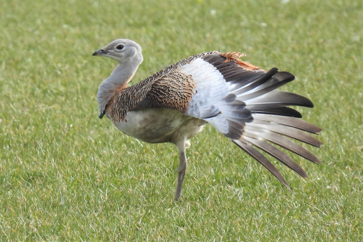 Great Bustard - ML422672161