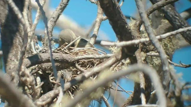 Amakihi familier (virens) - ML422672521