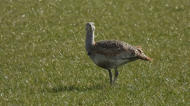 Great Bustard - ML422672981