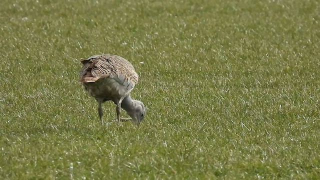 Great Bustard - ML422673361