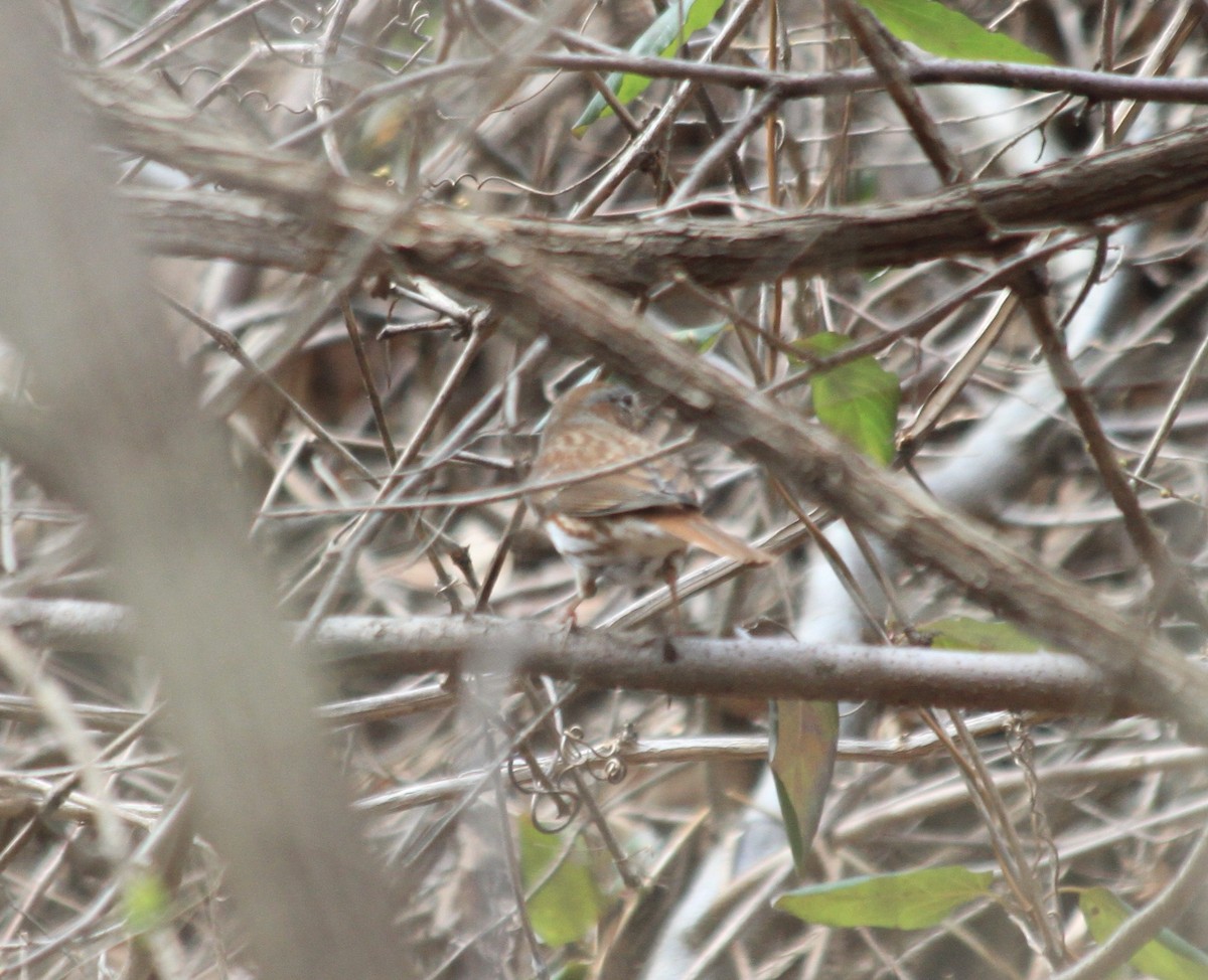 Fox Sparrow - ML422673391