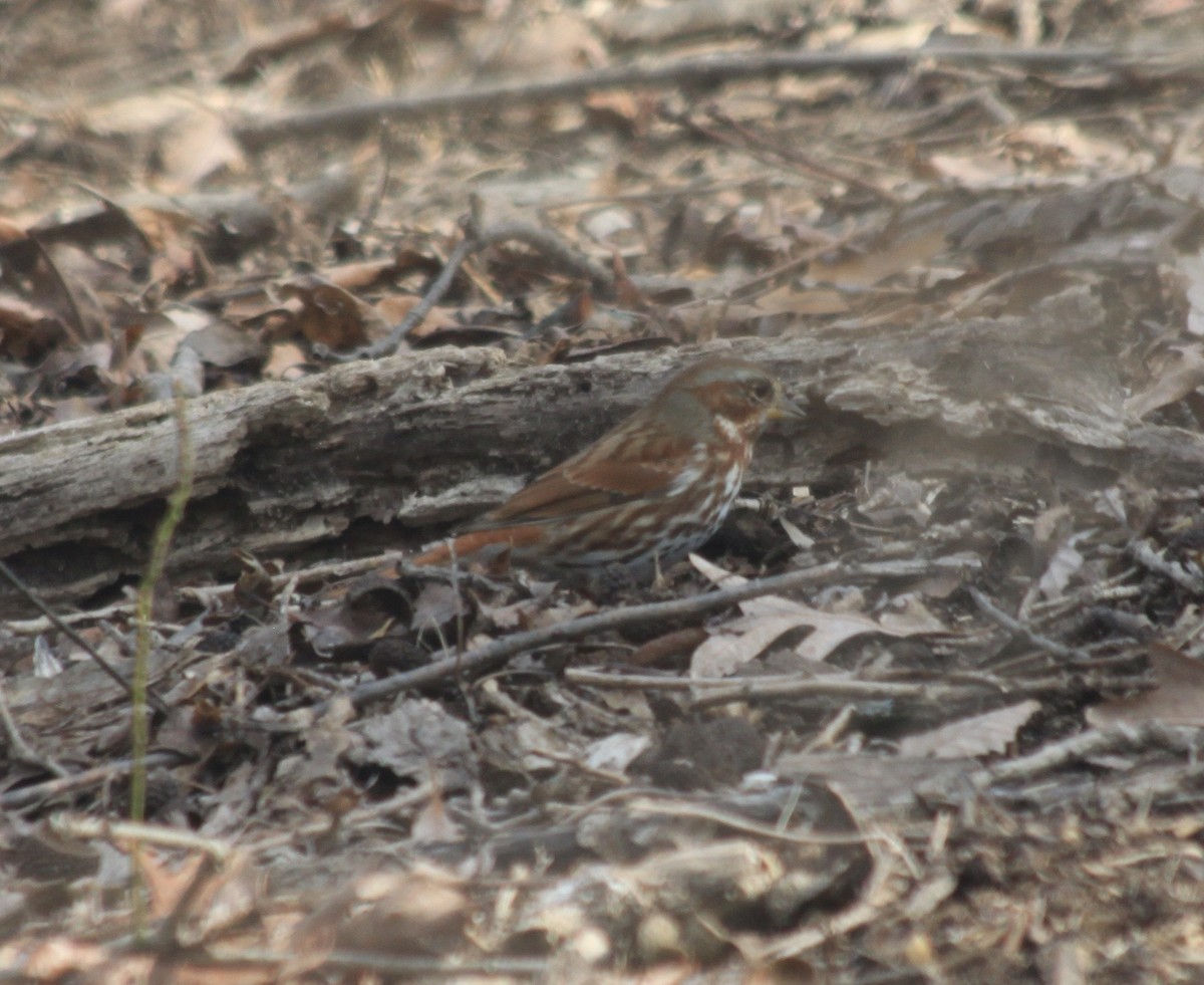 Fox Sparrow - ML422673431