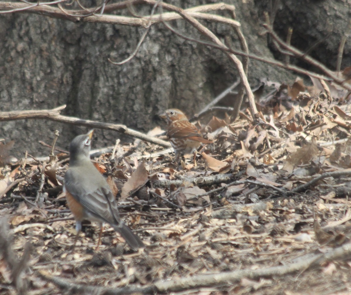 Fox Sparrow - ML422673441