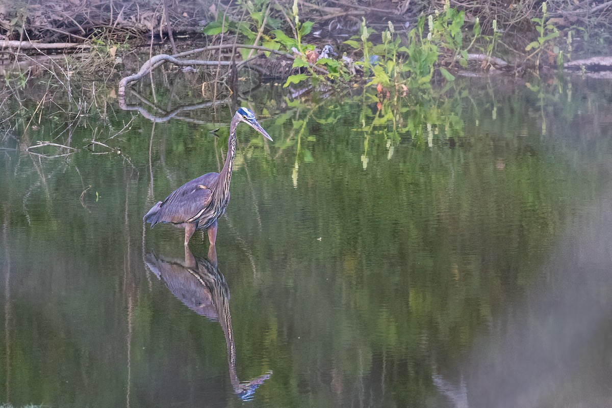 Great Blue Heron - ML422674041