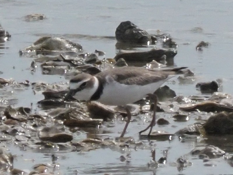 Wilson's Plover - Bert Frenz