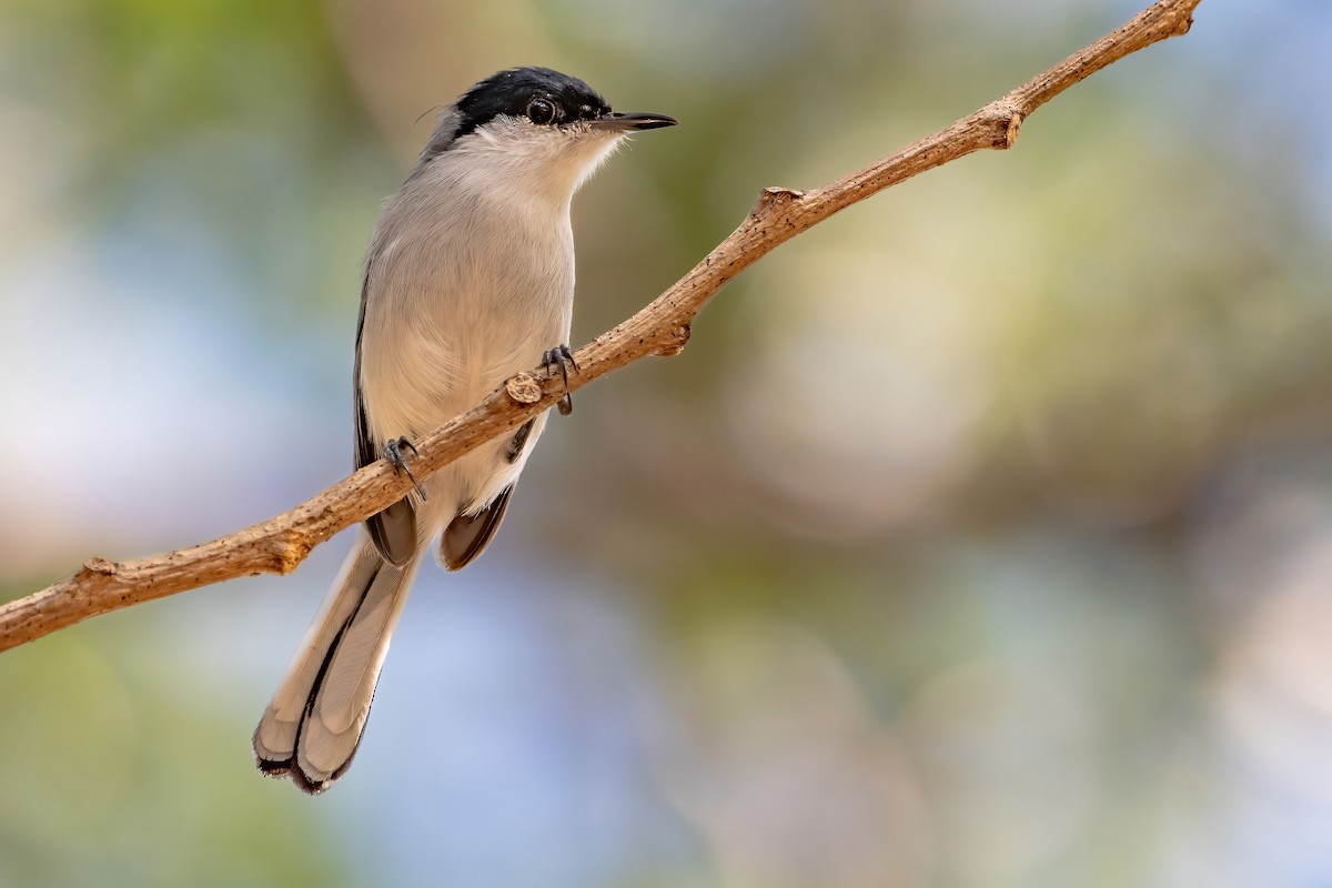 White-lored Gnatcatcher - ML422675151