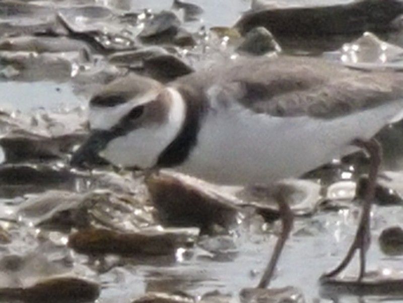 Wilson's Plover - Bert Frenz