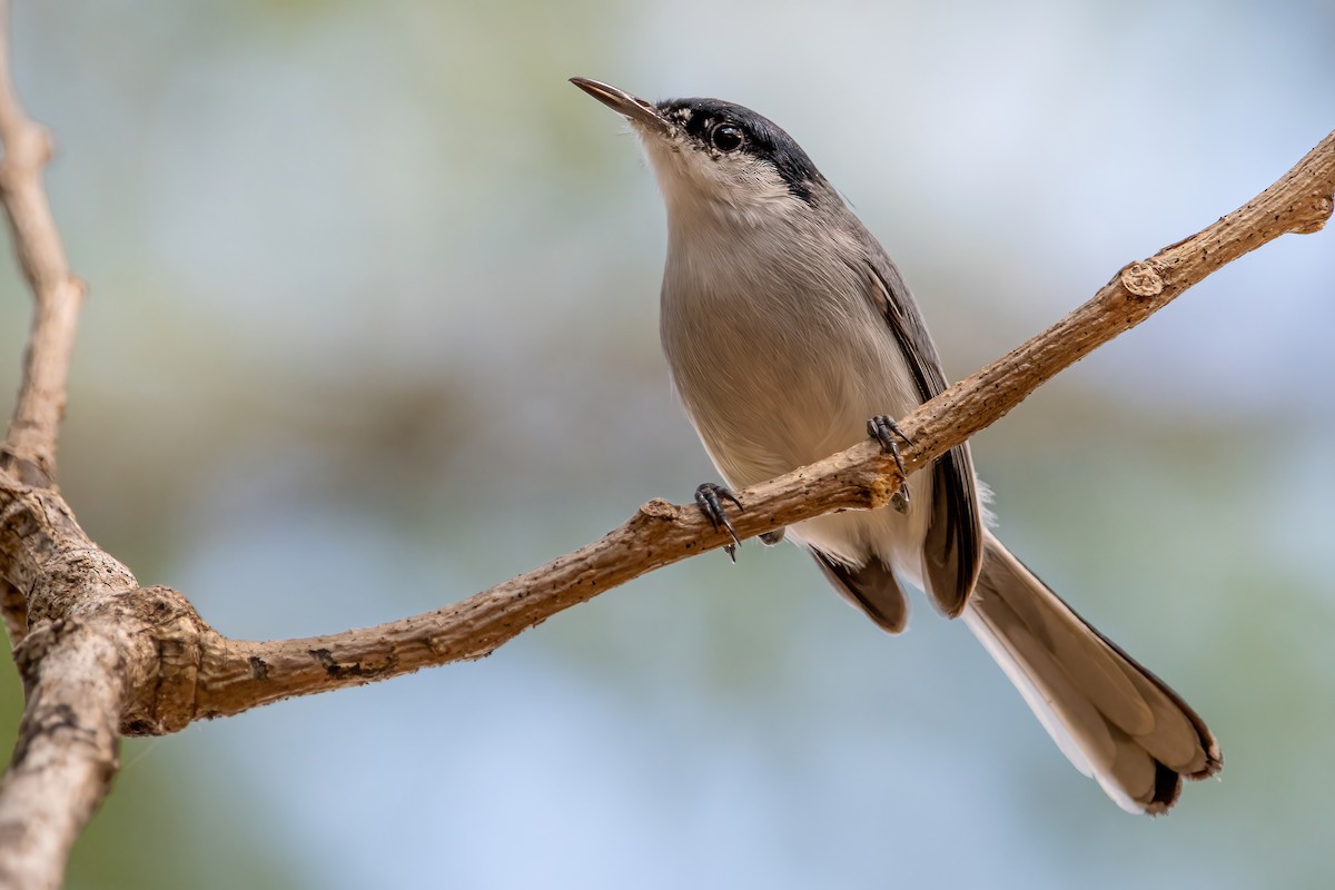 White-lored Gnatcatcher - ML422675241