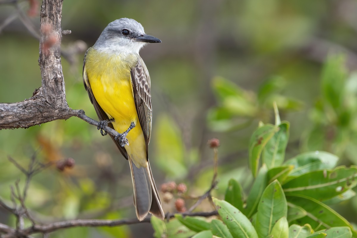 Tropical Kingbird - ML422675801