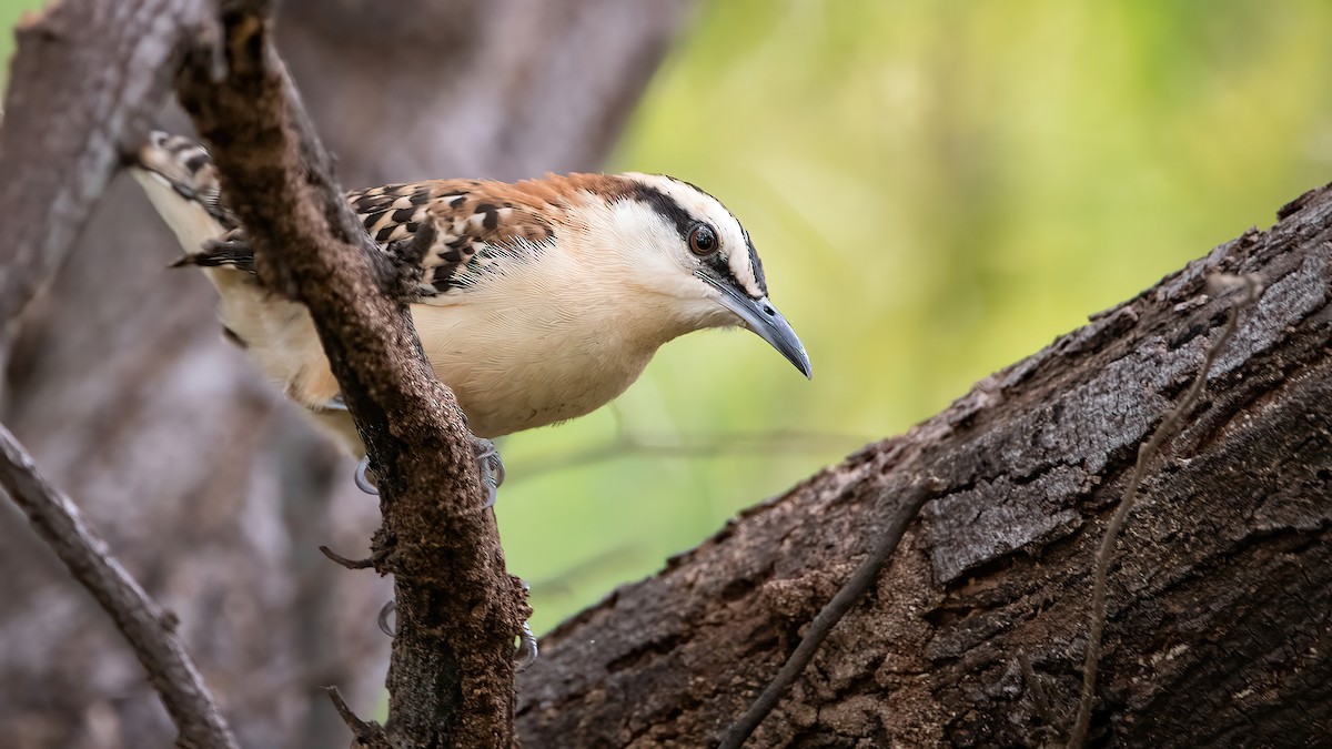 Rufous-naped Wren - Mason Maron