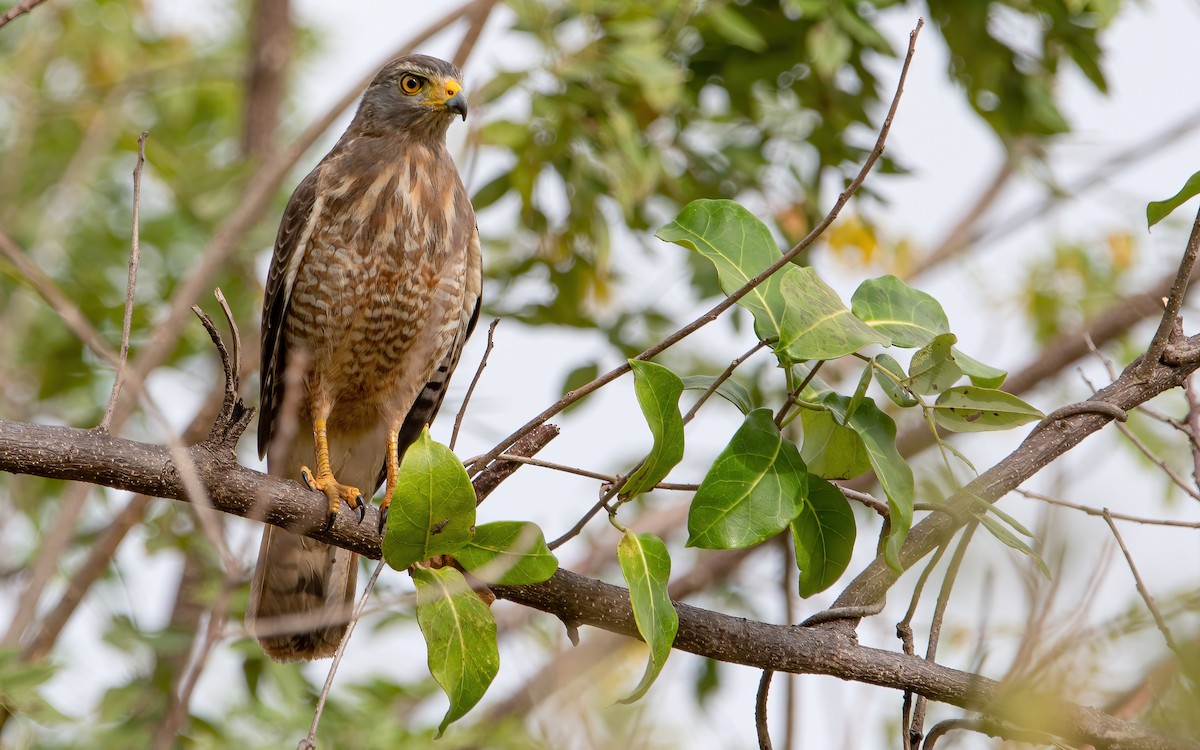 Roadside Hawk - ML422676691