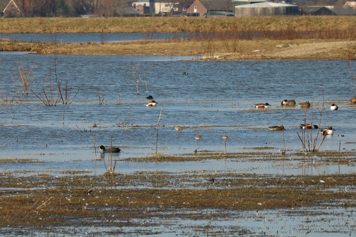 Dunlin - ML422678051