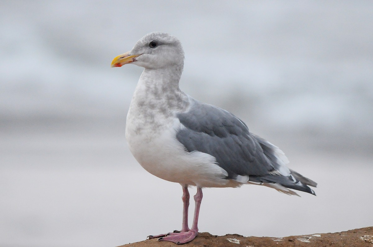 Glaucous-winged Gull - ML422678531