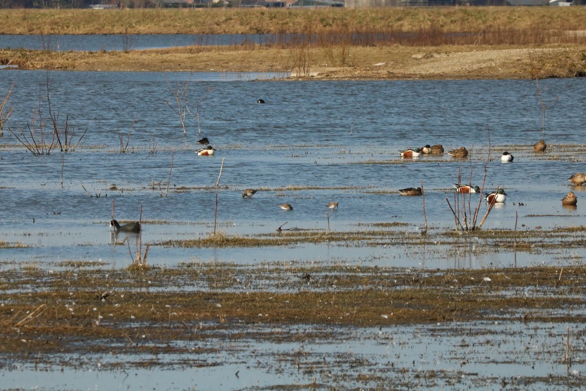 Alpenstrandläufer - ML422678731