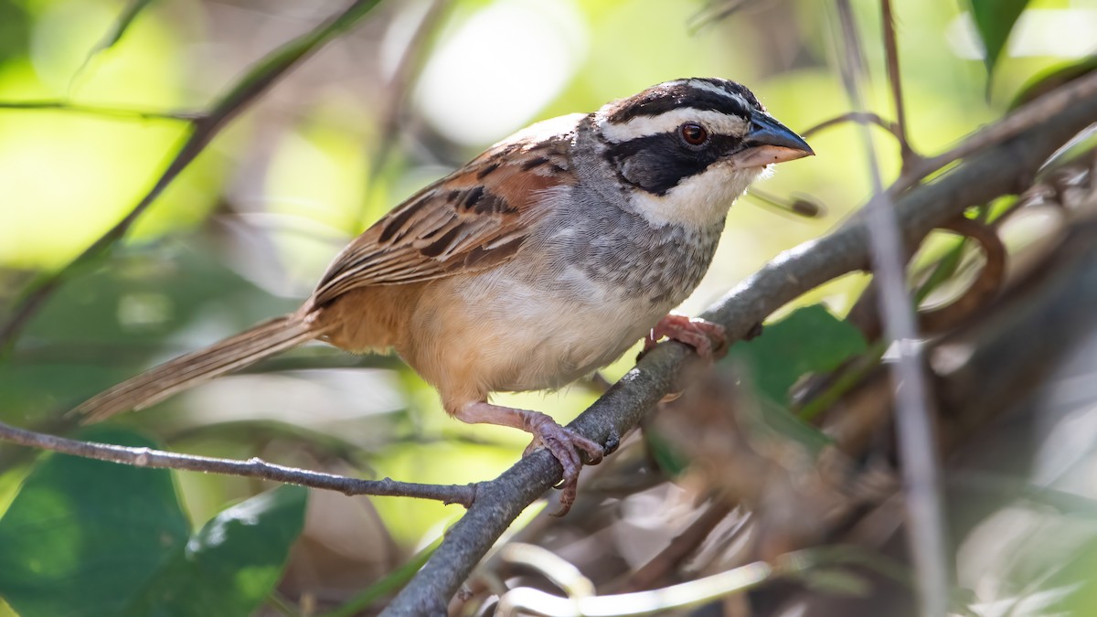 Stripe-headed Sparrow - Mason Maron