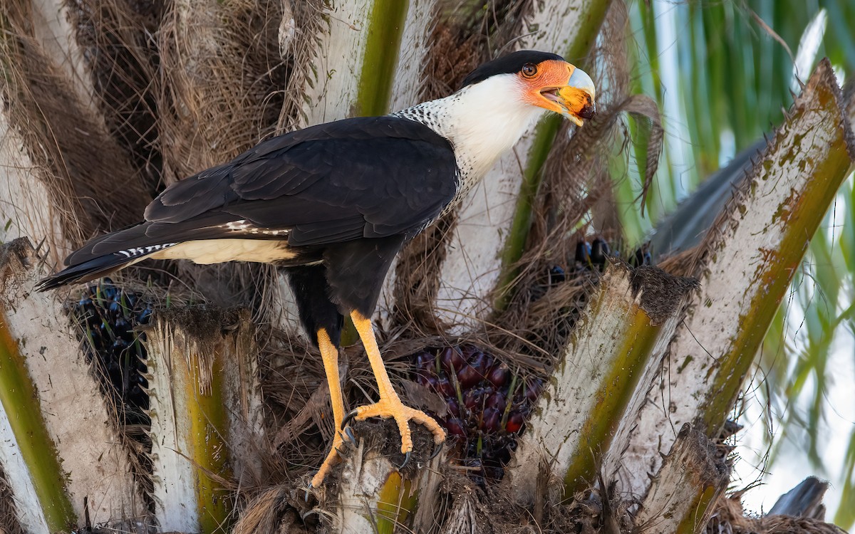 Caracara Carancho - ML422679621