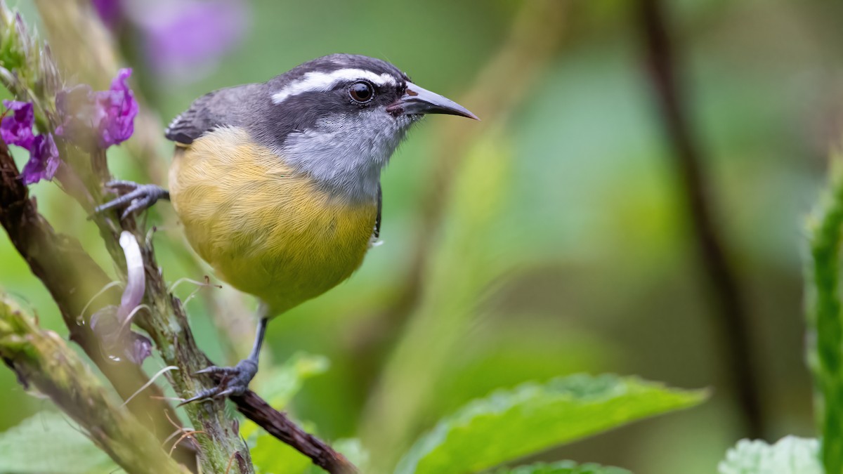 Bananaquit - Mason Maron