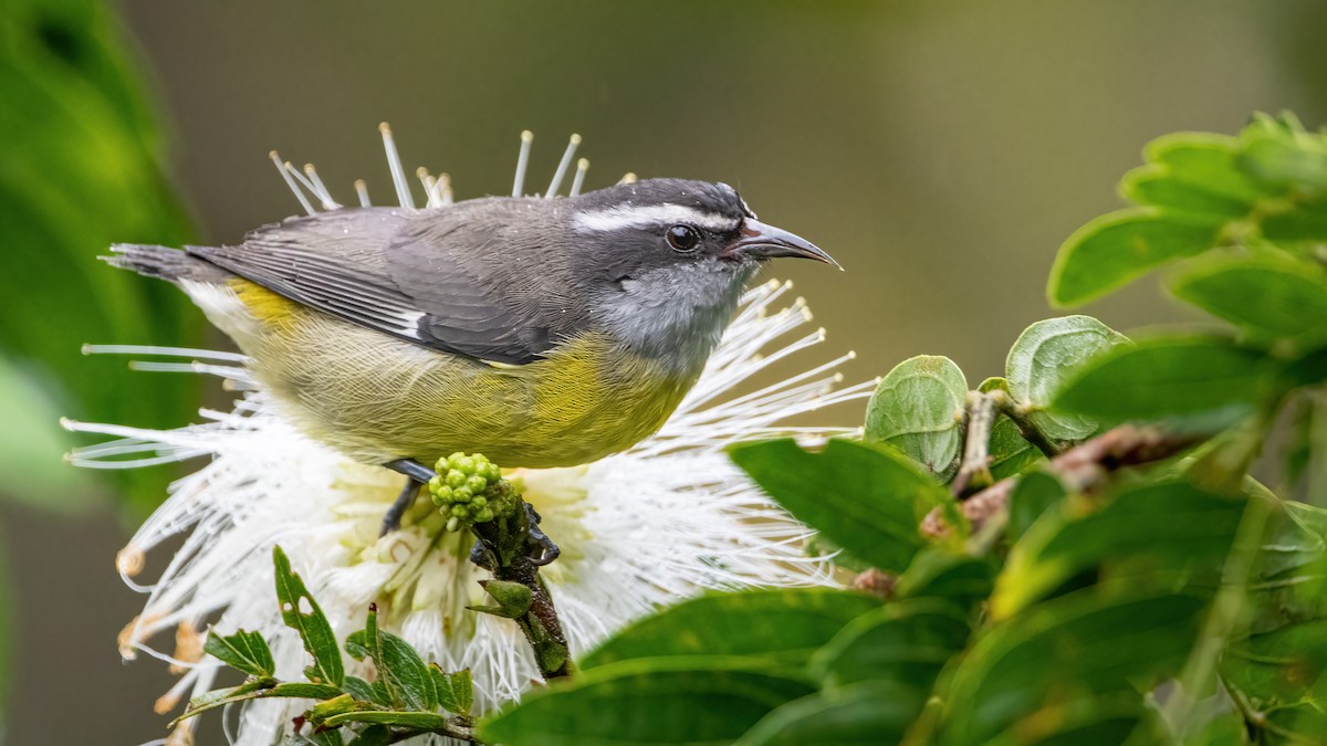 Bananaquit - Mason Maron