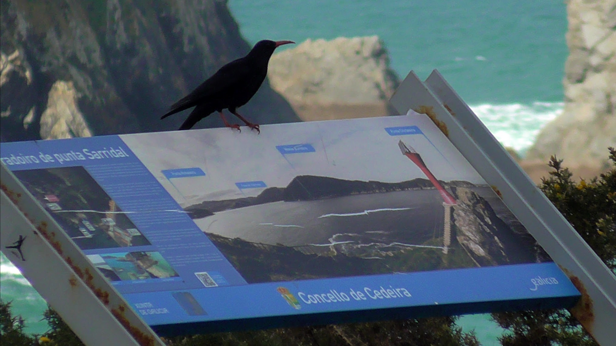 Red-billed Chough - ML422680581