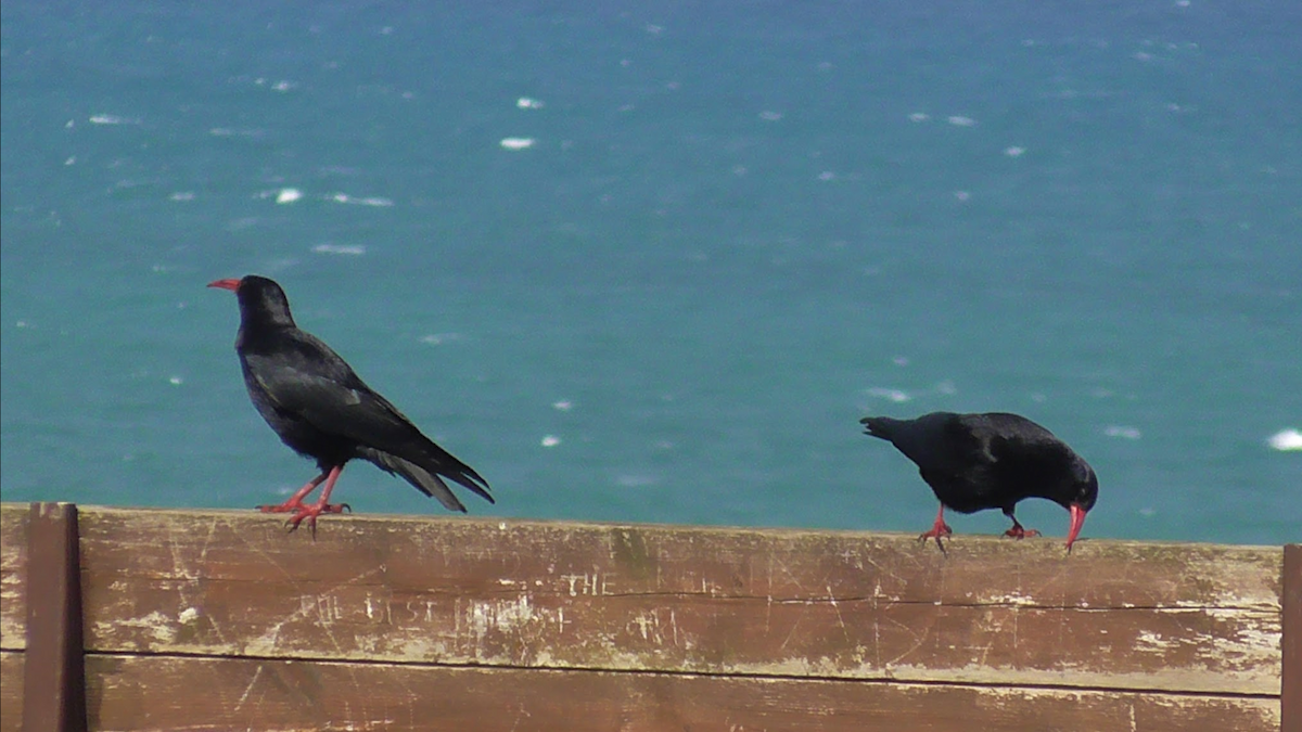 Red-billed Chough - ML422680591