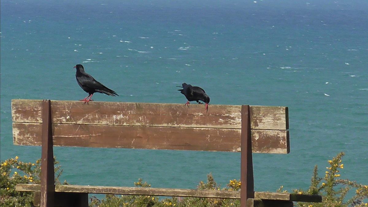 Red-billed Chough - ML422680611