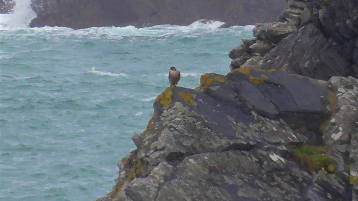 Peregrine Falcon (Mediterranean) - ML422680641