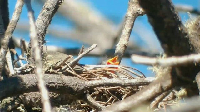Hawaii-Amakihikleidervogel (virens) - ML422681511