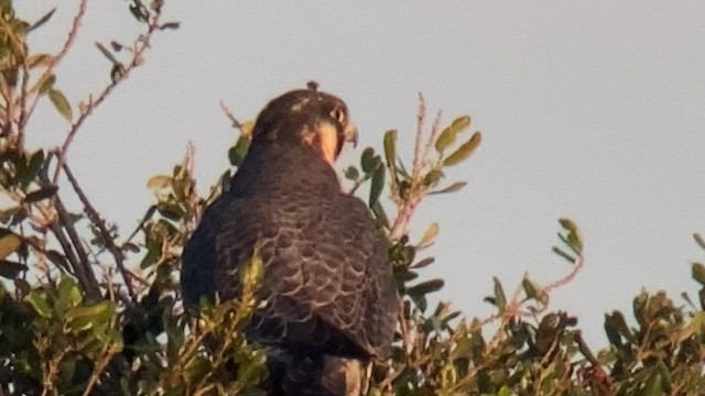 Halcón Peregrino - ML422681711