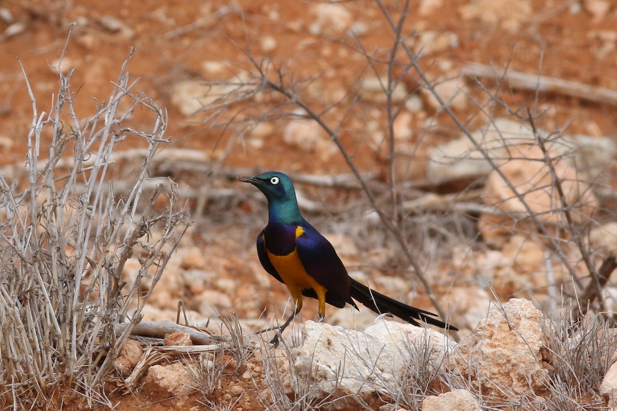 Golden-breasted Starling - ML422682041
