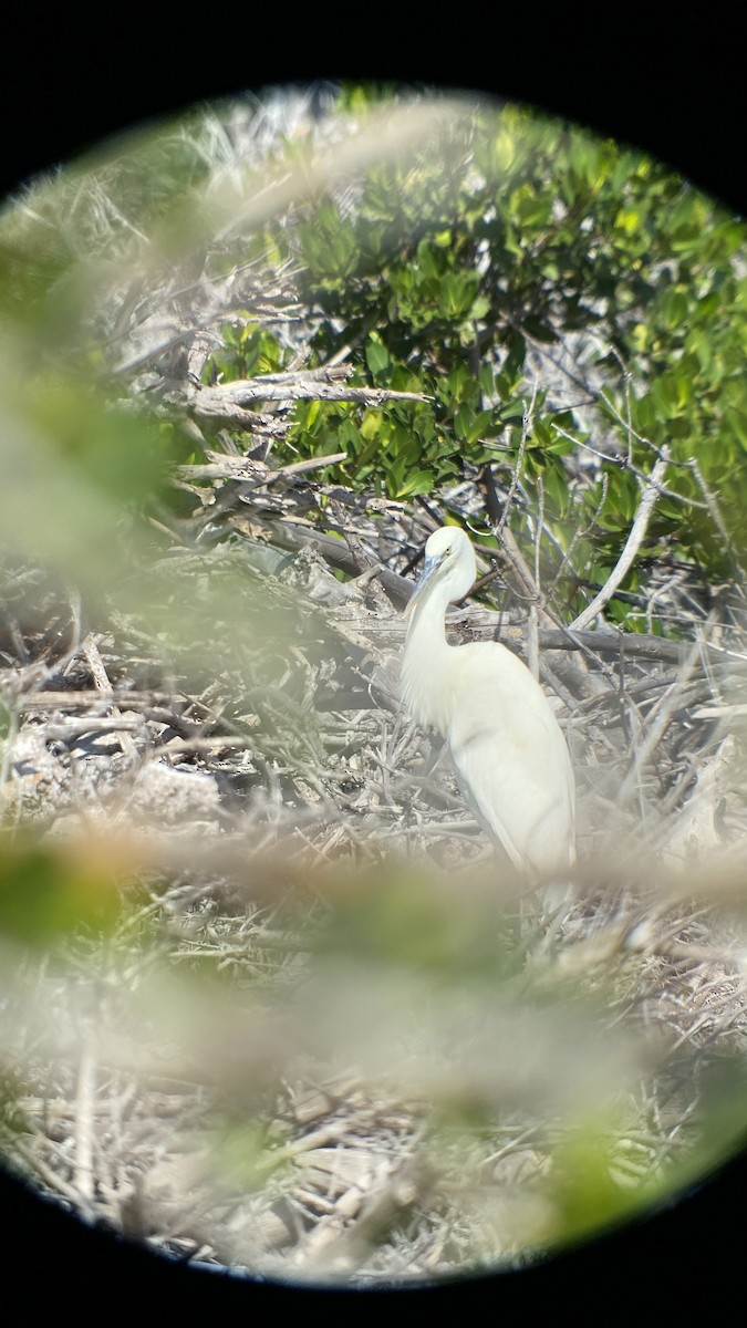 Halcón Peregrino - ML422682071