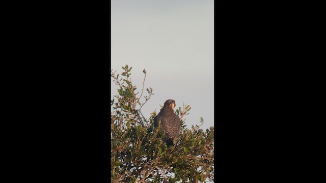 Peregrine Falcon - ML422682241