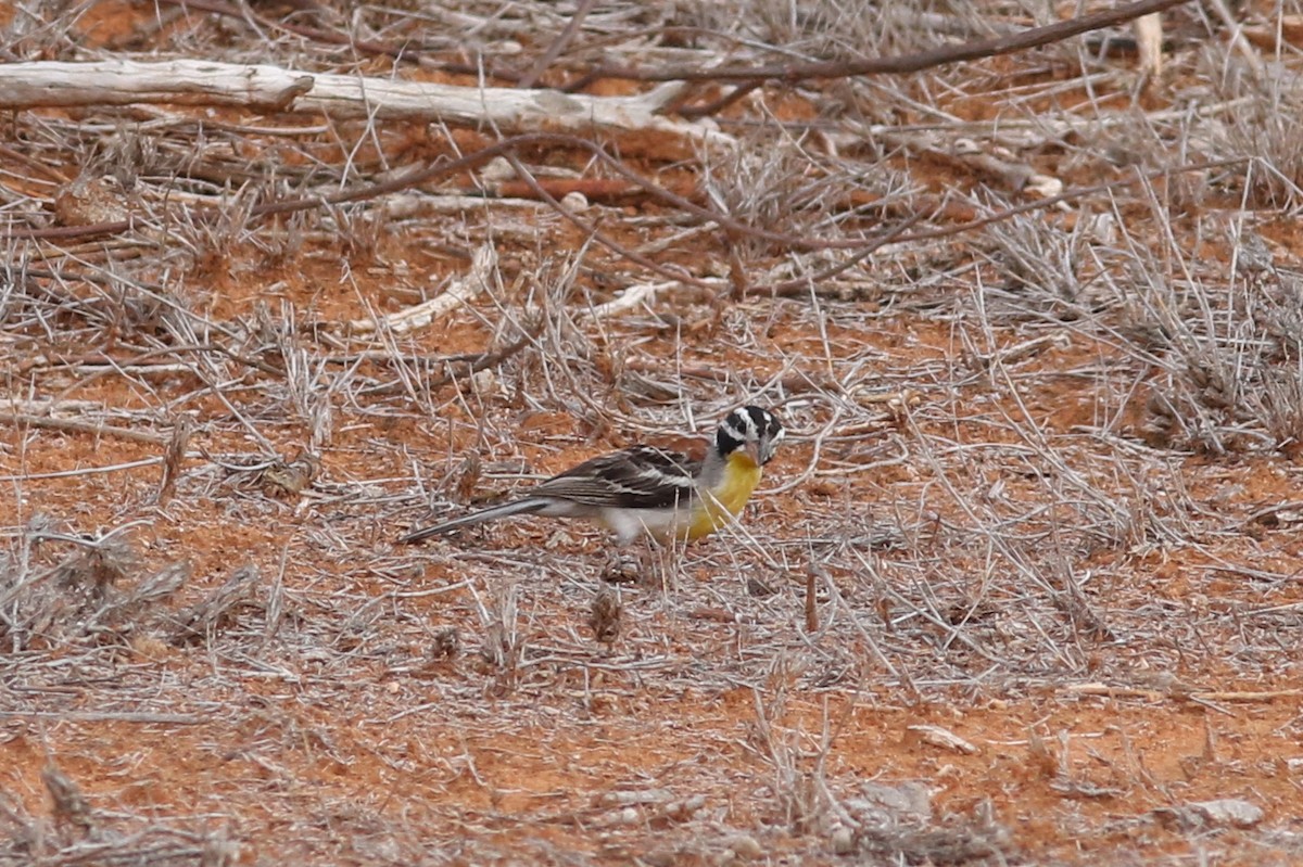 Somali Bunting - ML422682341