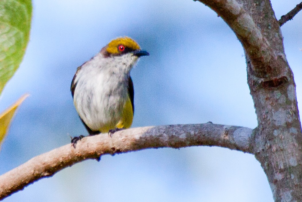 Olive-capped Flowerpecker - Sue Wright