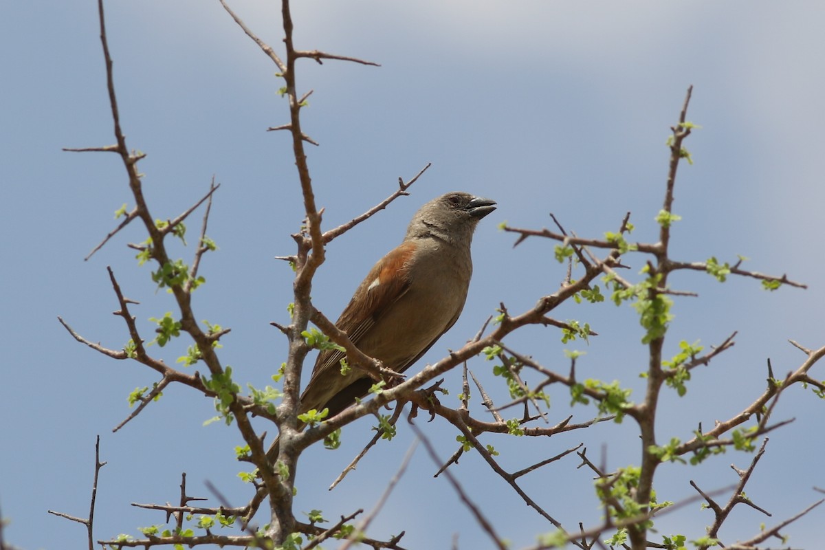 Parrot-billed Sparrow - ML422682921