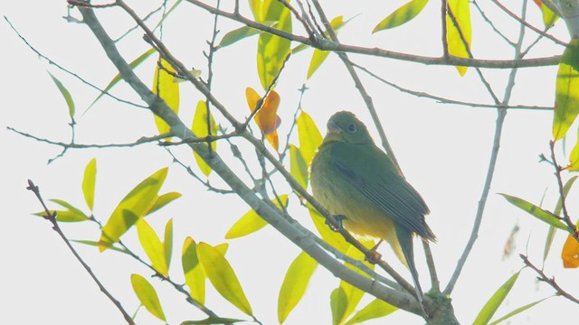 Painted Bunting - ML422683921